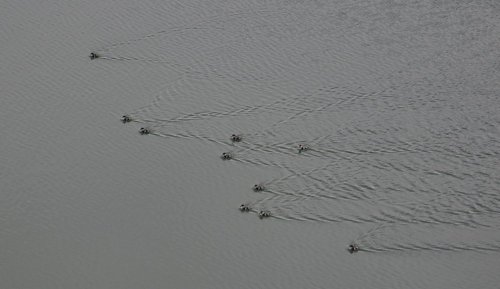 Angutlar 'Kum Ocağı Göleti'ne Sığındı