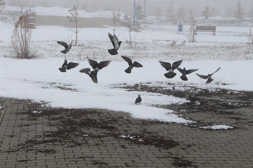 Ardahan’da Kar Sürprizi