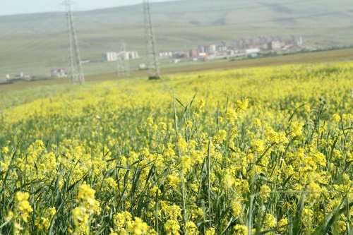 Ardahan’da Renk Cümbüşü