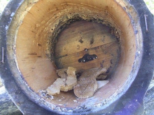 Artvin’de Ayı Saldırıları Bitmek Bilmiyor