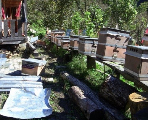 Artvin’de Ayı Saldırıları Bitmek Bilmiyor