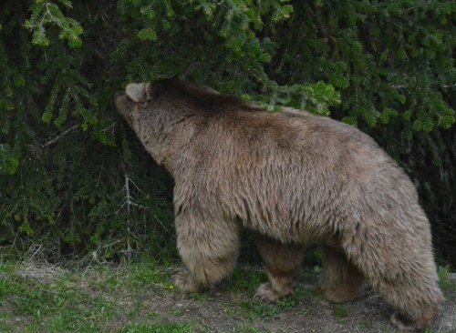 Artvin’de Ayıların Envanteri Çıkartıldı