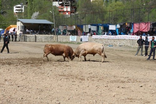 Artvin’de Boğalar Sezonun İlk Yarışına Çıktı