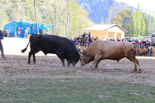 Artvin’de Boğalar Sezonun İlk Yarışına Çıktı