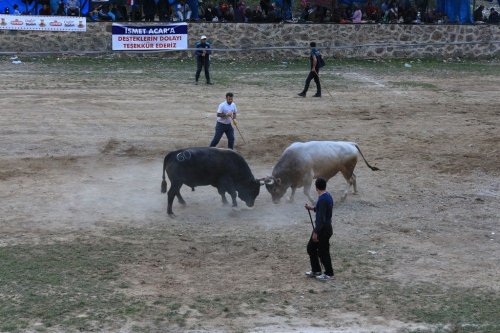 Artvin’de Boğalar Sezonun İlk Yarışına Çıktı