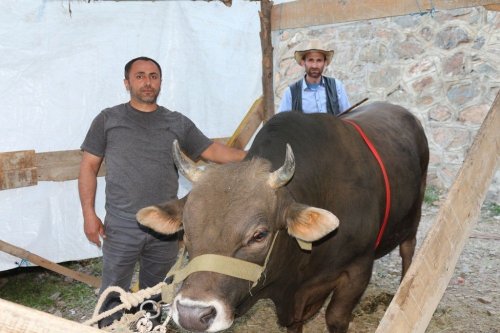 Artvin’de Boğalar Sezonun İlk Yarışına Çıktı