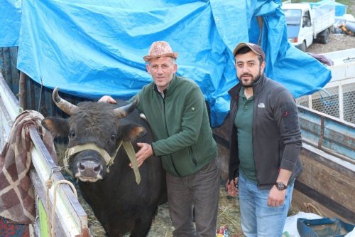 Artvin’de Boğalar Sezonun İlk Yarışına Çıktı