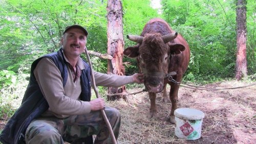 Artvin’de Kıran Kırana Boğa Güreşi