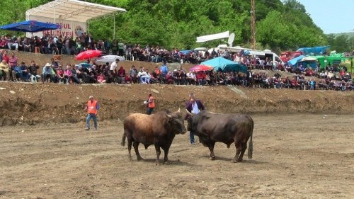 Artvin’de Kıran Kırana Boğa Güreşi