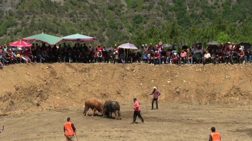 Artvin’de Kıran Kırana Boğa Güreşi