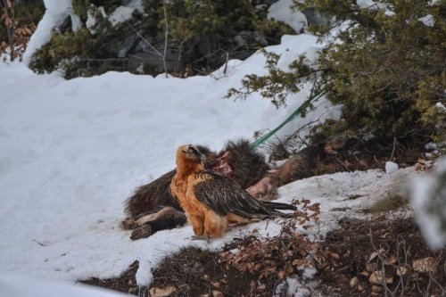 Artvin’de Sakallı Akbaba Fotokapana Yakalandı