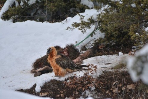 Artvin’de Sakallı Akbaba Fotokapana Yakalandı