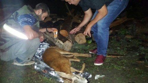 Artvin’de Yaralı Karacaya Polis Şefkati