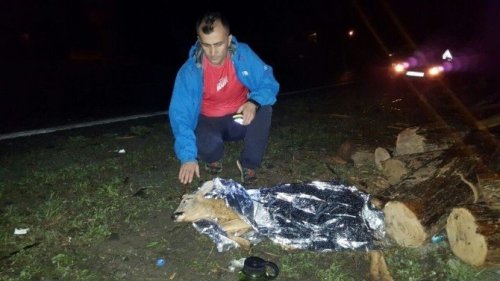 Artvin’de Yaralı Karacaya Polis Şefkati