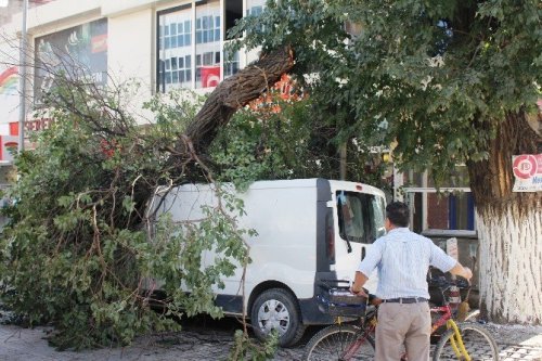 Asırlık Ağaç Minibüsün Üzerine Devrildi