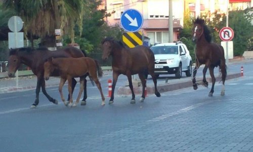 Atlar Trafikte Şahlanarak Gidiyor