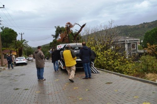 Ayvalık’ta Hortum Ağaçları Devirdi