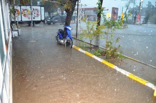 Ayvalık’ta Hortum Ağaçları Devirdi