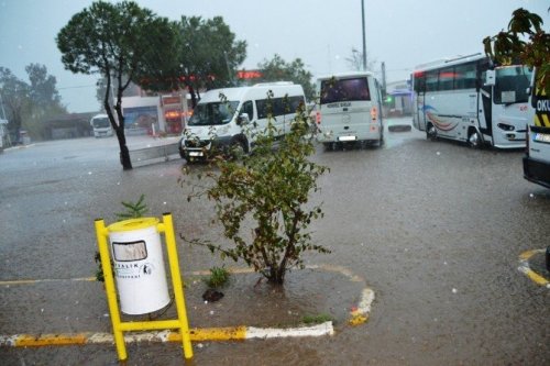 Ayvalık’ta Hortum Ağaçları Devirdi