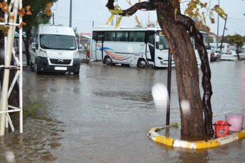 Ayvalık’ta Hortum Ağaçları Devirdi