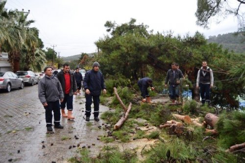 Ayvalık’ta Hortum Ağaçları Devirdi