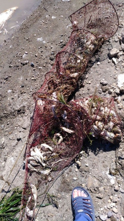 'Baraj Gölü'nde Balık Ölümleri