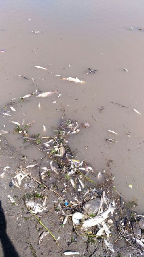 'Baraj Gölü'nde Balık Ölümleri