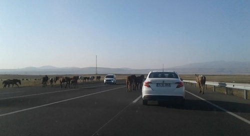 Başıboş Atlar Tehlike Yaratıyor