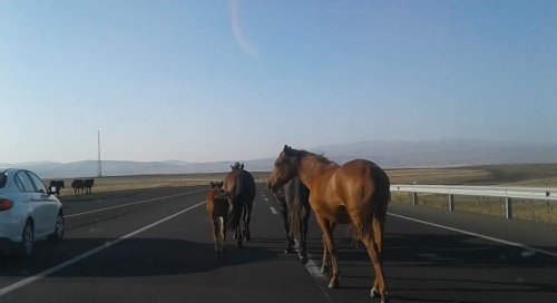 Başıboş Atlar Tehlike Yaratıyor