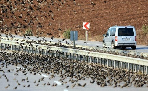 Binlerce Kuş Karayolunu Kapattı