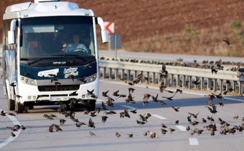 Binlerce Kuş Karayolunu Kapattı