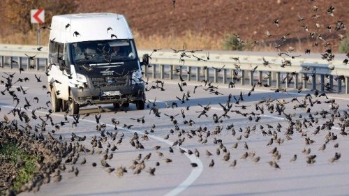 Binlerce Kuş Karayolunu Kapattı