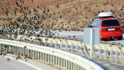 Binlerce Kuş Karayolunu Kapattı