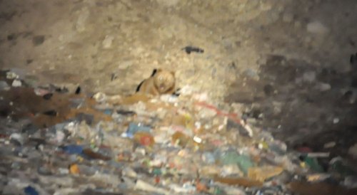 Bozayılar 'Sarıkamış Çöplüğü’nü Mesken Tuttu