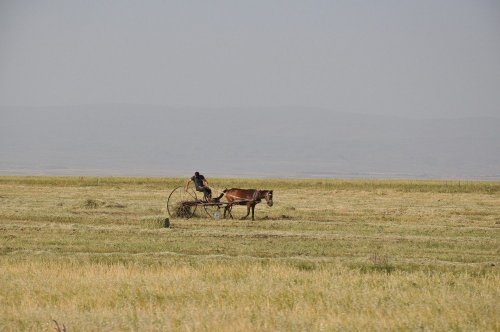 Çiftçilerin Hasat Mesaisi Başladı