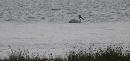 Çıldır ve Aktaş Gölü’nü Pelikanlar Mesken Tuttu