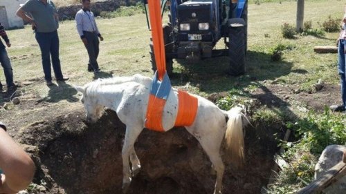 Çukura Düşen At, Halat Yardımıyla Kurtarıldı