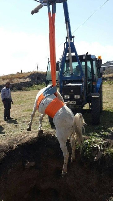Çukura Düşen At, Halat Yardımıyla Kurtarıldı