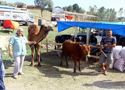 Deveyi Alana Tosun Bedava