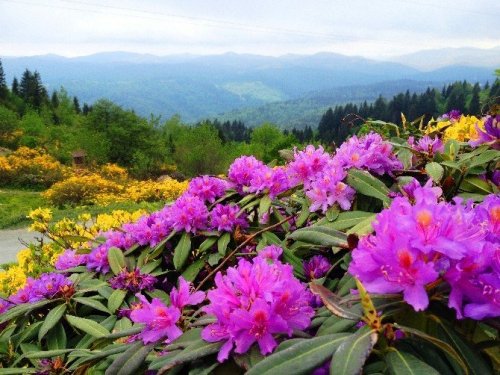 Doğu Karadeniz’in Bitki Envanteri Çıkarılıyor
