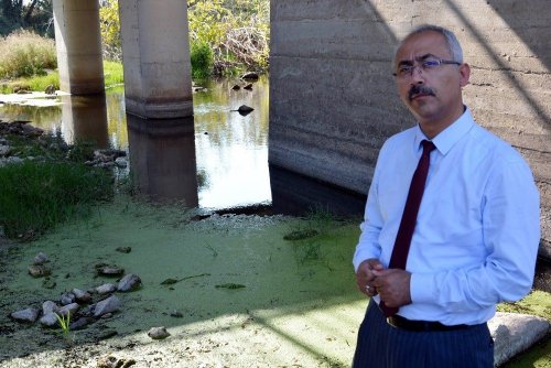 Dünyanın En Küçük Bitkisi, Zehir Akan Dereleri Temizliyor