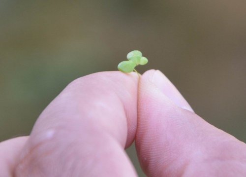 Dünyanın En Küçük Bitkisi, Zehir Akan Dereleri Temizliyor