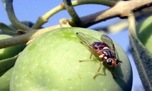 Edremit Körfezi’nde Zeytin Sineğine Karşı İlaçlama Başladı