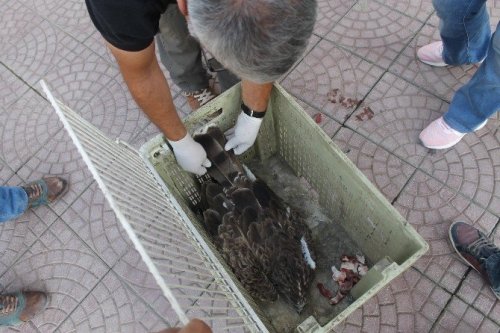 Elektriğe Kapılan Yılan Kartalı Tedavi Altına Alındı