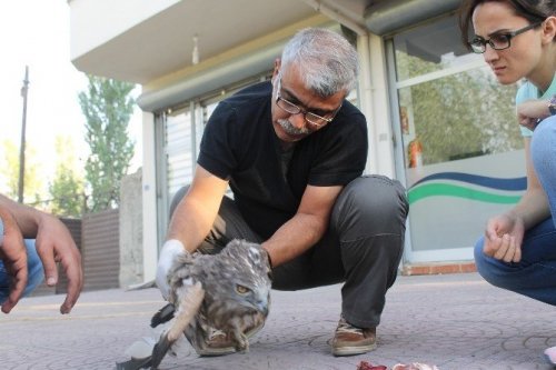 Elektriğe Kapılan Yılan Kartalı Tedavi Altına Alındı