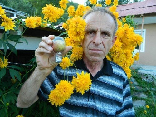 Elektrik Ampulünde Elma Yetiştirdi
