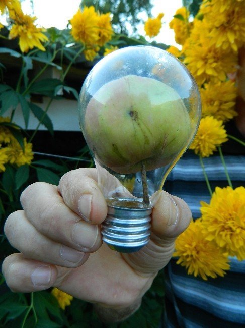 Elektrik Ampulünde Elma Yetiştirdi