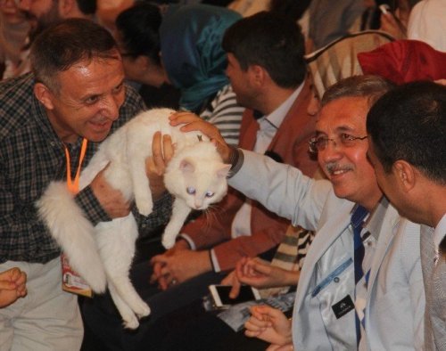 En Güzel Kediler Yarıştı