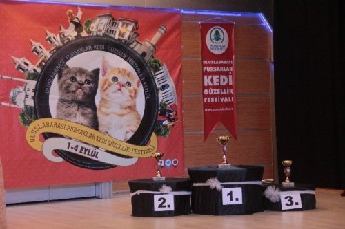En Güzel Kediler Yarıştı
