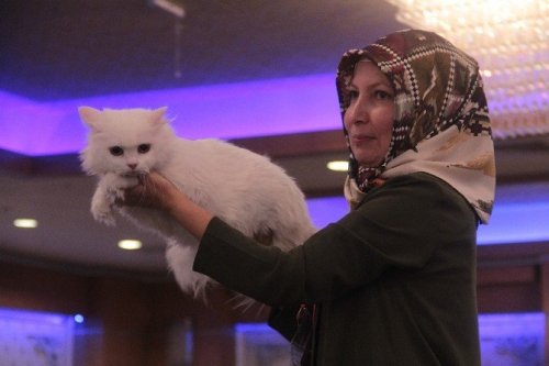 En Güzel Kediler Yarıştı